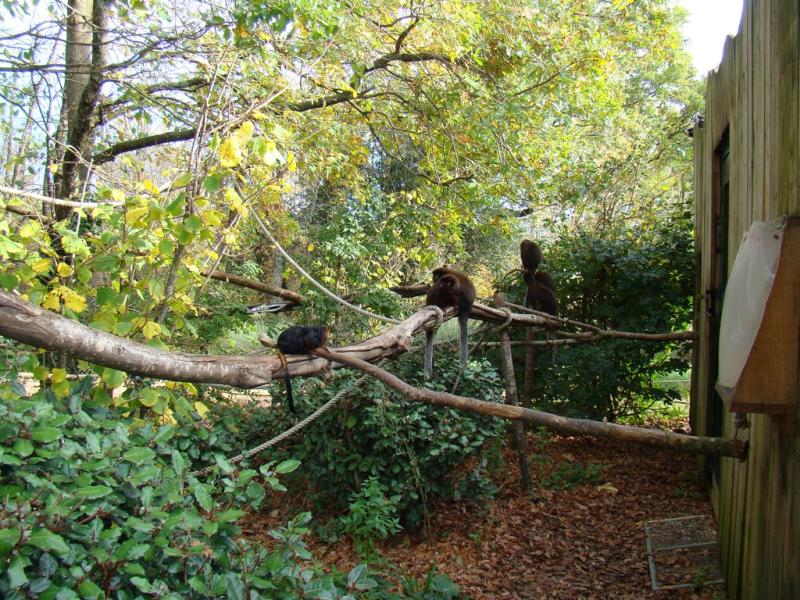 Tamarin lion à tête dorée -Titi - Tamarin empereur - 2011