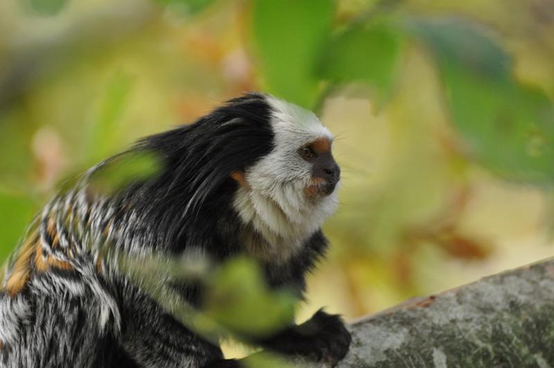Ouistiti à face blanche - 2011