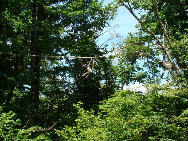 Atèle à ventre blanc - 2011