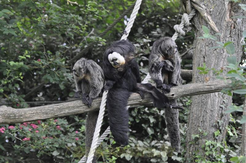 Saki à face blanche - 2016