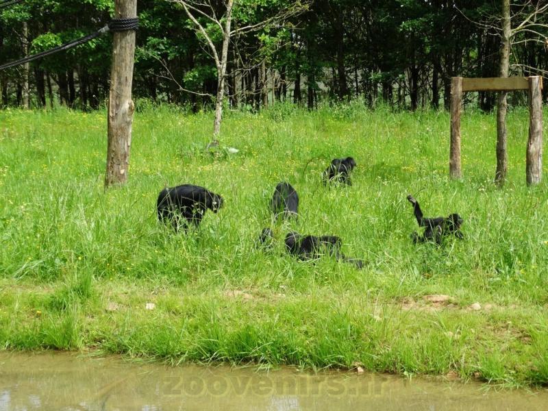 Atèle à face rouge - 2016