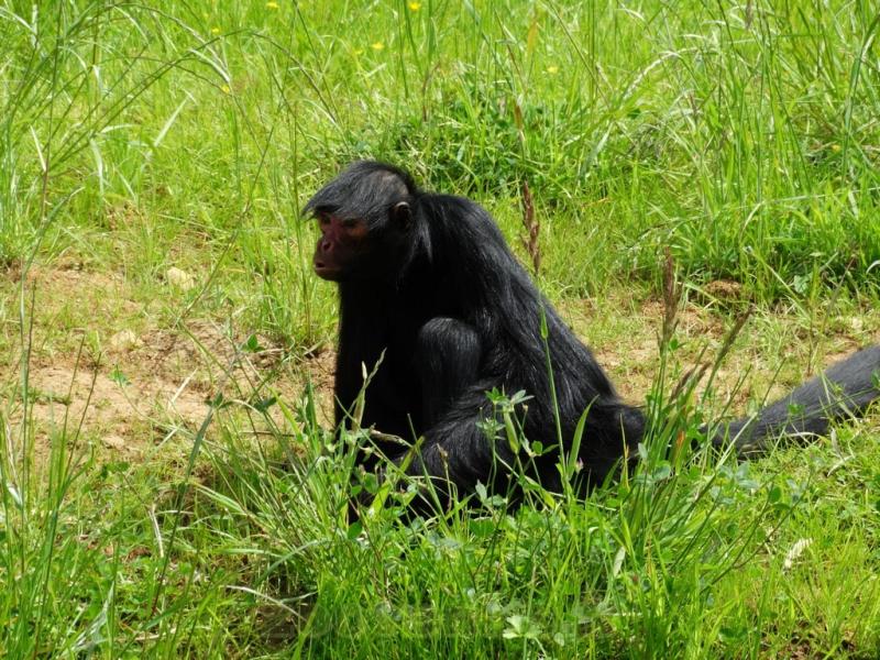 Atèle à face rouge - 2016