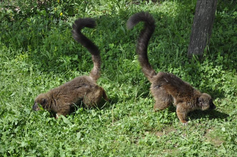 Lémur à ventre roux - 2016