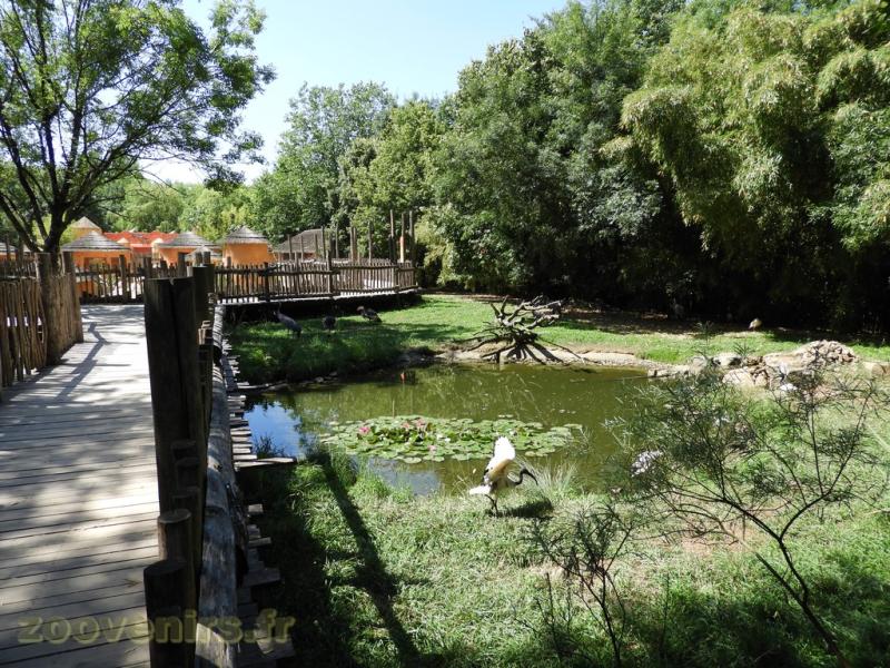 Ibis sacré - Grue cendrée - Grue couronnée - 2017