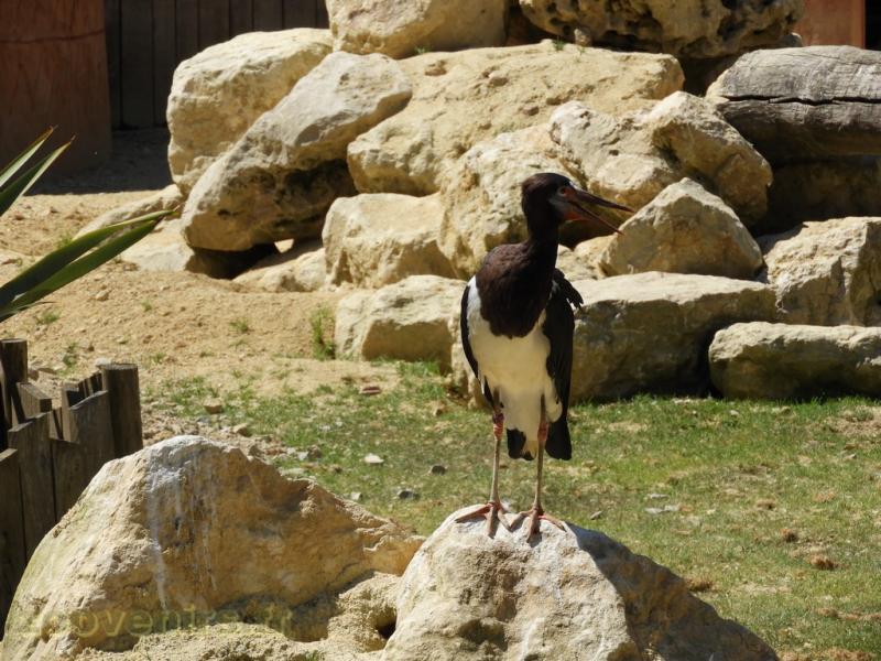 Cigogne d'Abdim - 2017