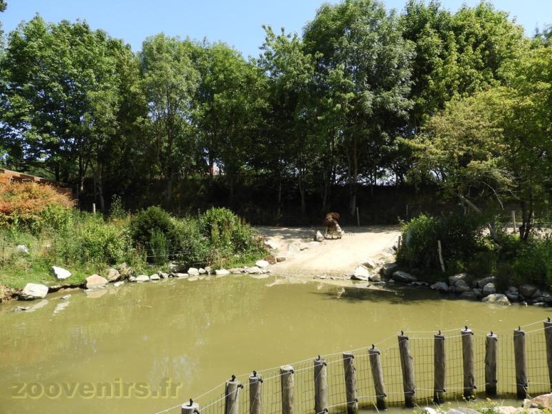 Alpaga - Tapir  terrestre - 2017