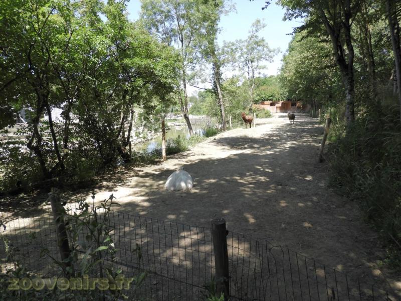 Alpaga - Tapir  terrestre - 2017