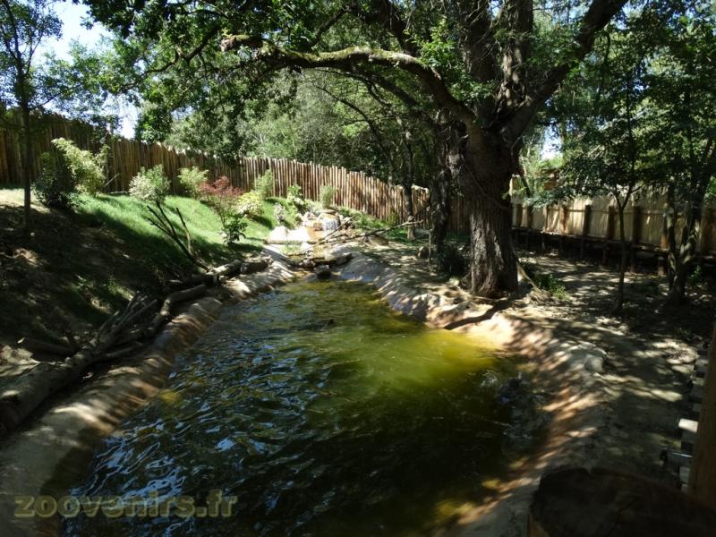 Loutre à pelage lisse - 2017