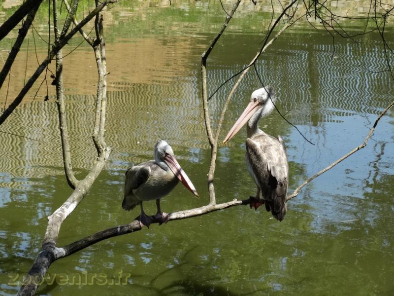 Pélican à bec tacheté - 2017