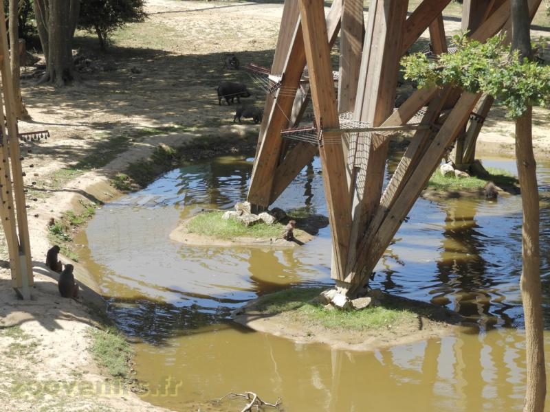 Macaque rhésus - 2017