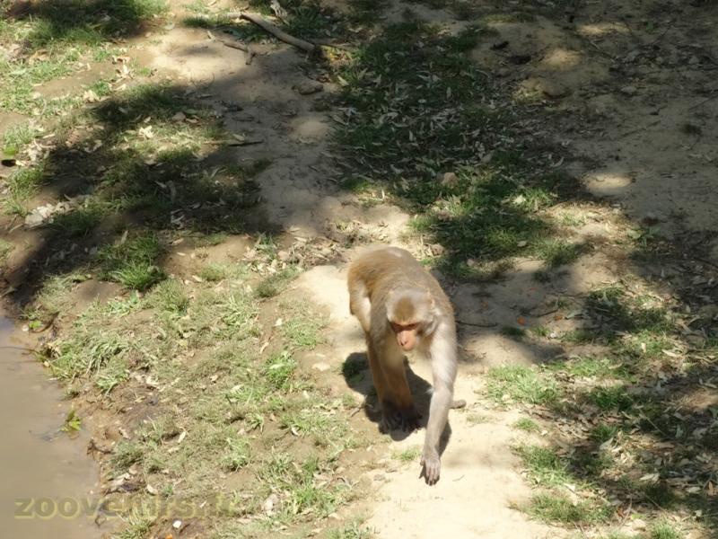 Macaque rhésus - 2017