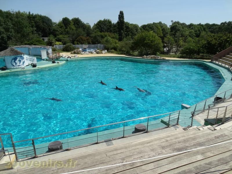 Grand dauphin - 2017