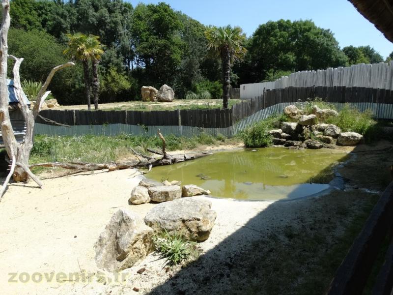 Tortue de Floride - 2017