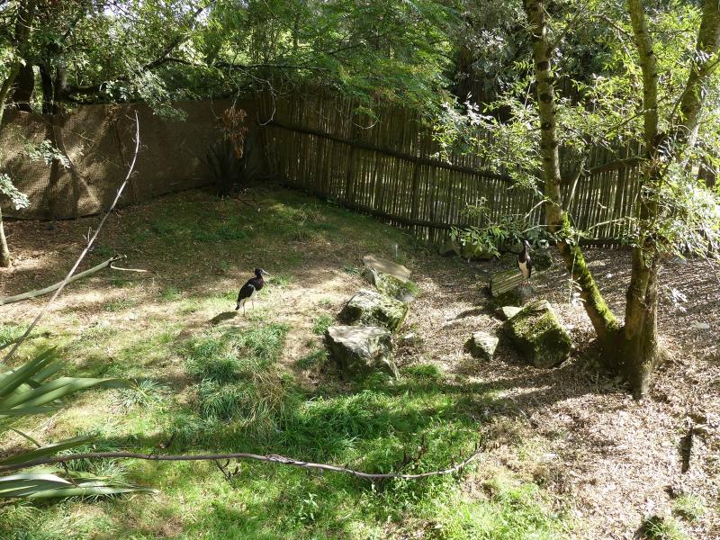 Cigogne d'Abdim - 2023