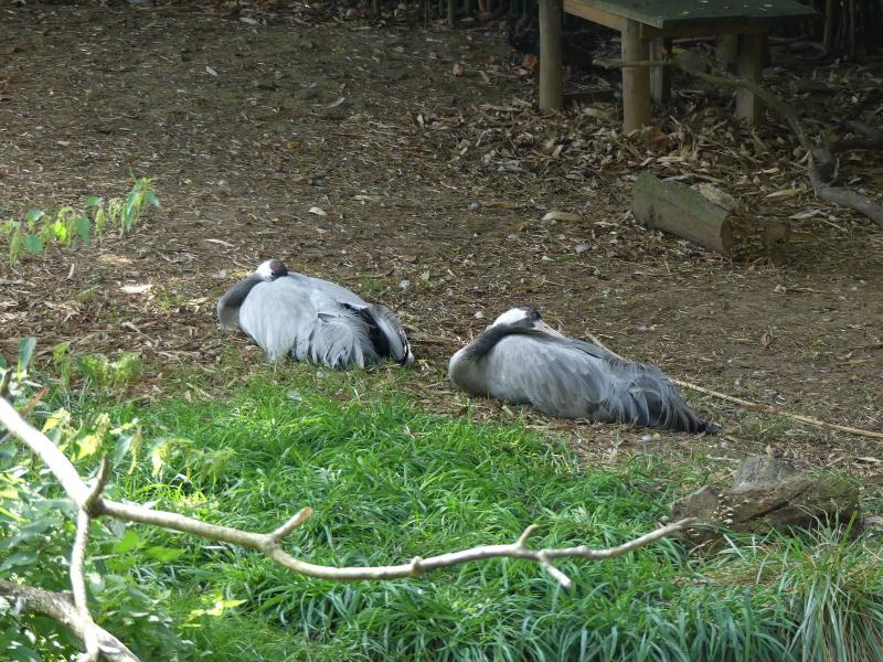 Grue cendrée - 2023