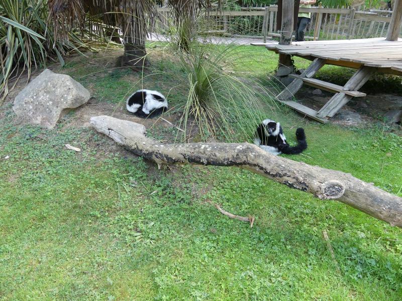 Vari noir et blanc - 2023