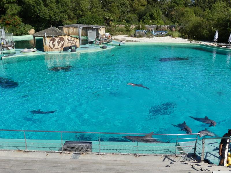 Grand dauphin - 2023