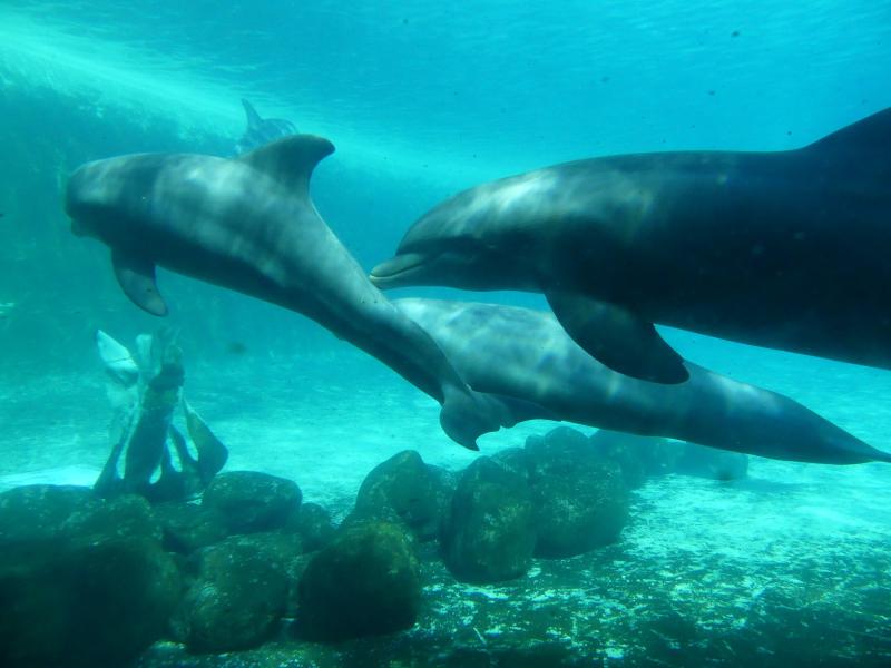 Grand dauphin - 2023