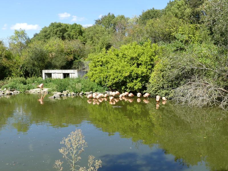 Flamant des Caraïbes - 2023