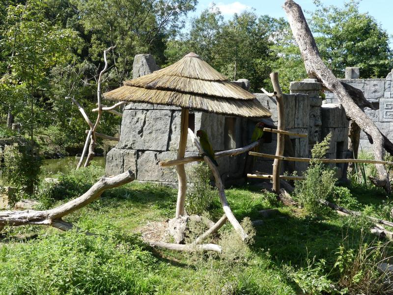 Ara de Buffon - 2023