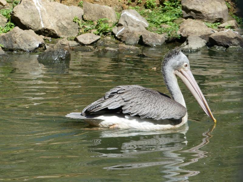Pélican à bec tâcheté - 2023