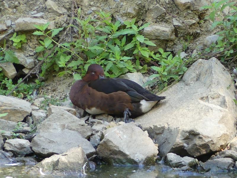 Filigule myroca - 2023