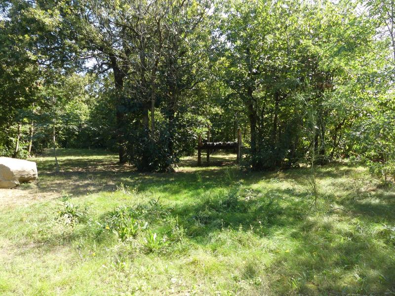 Lion d'Angola - 2023