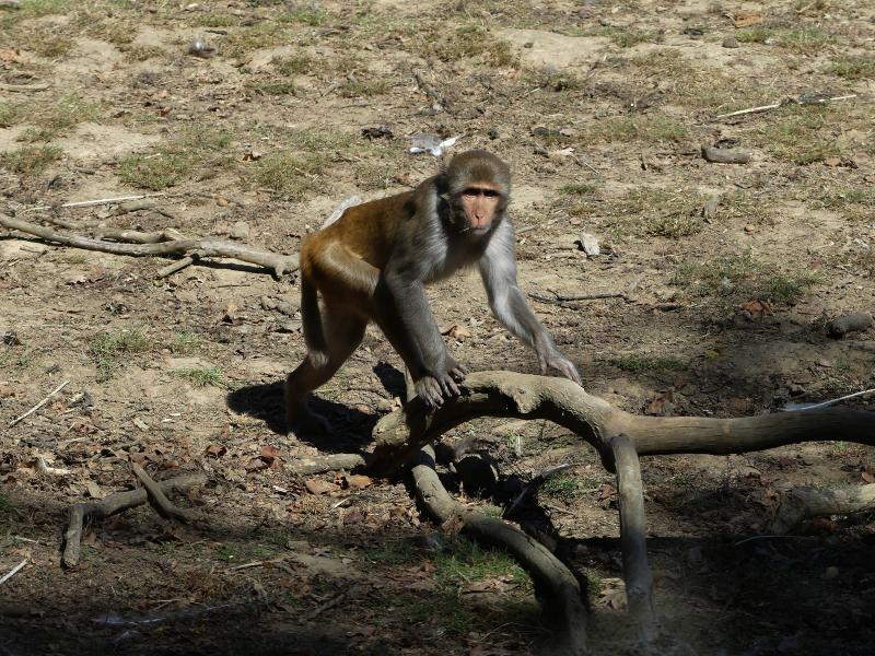 Macaque rhésus - 2023