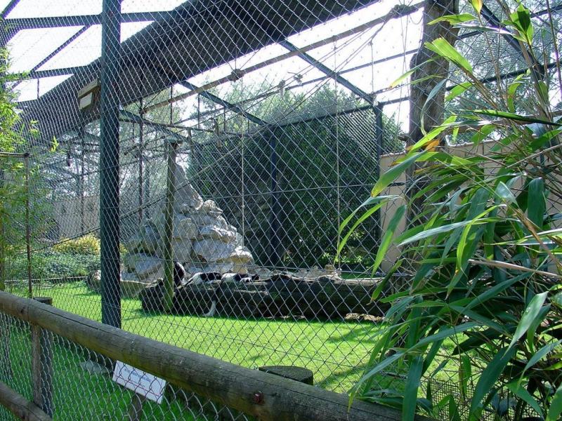 Colobe guéréza - 2005