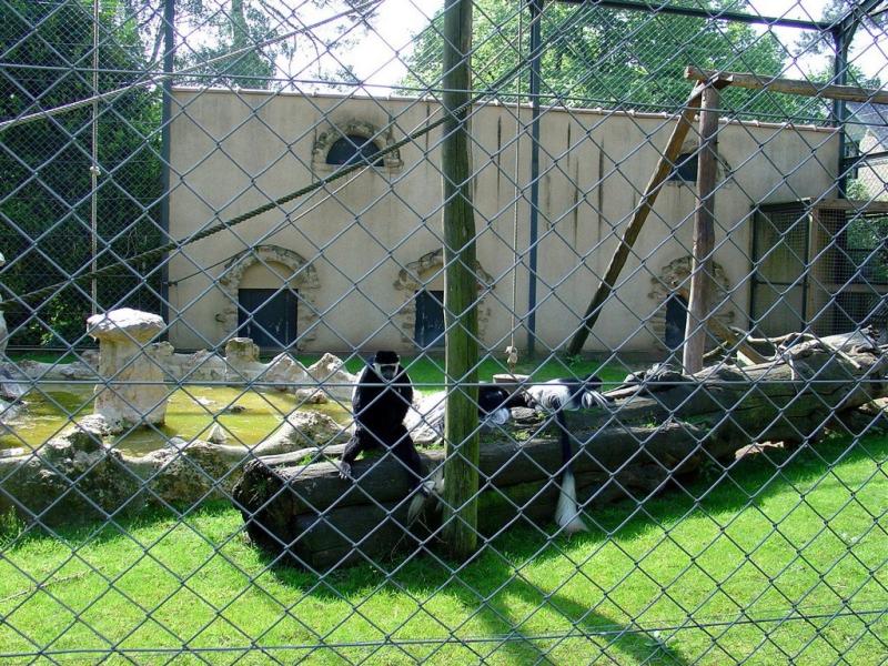 Colobe guéréza - 2005