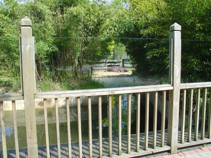 Hippopotame amphibie - 2005