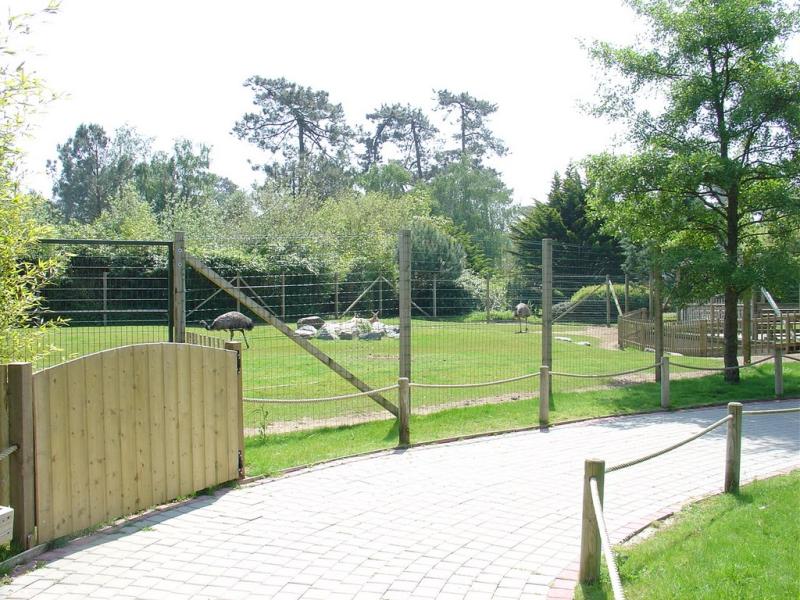 Kangourou roux - Emeu - 2005