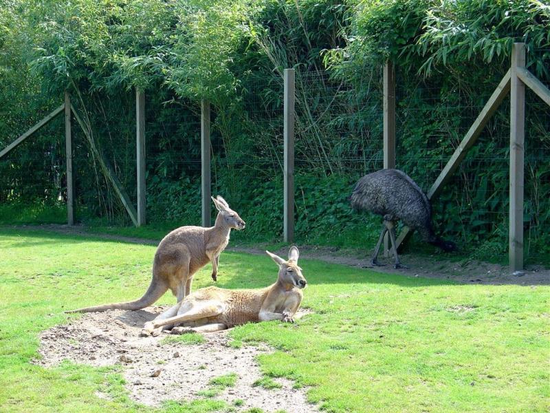 Kangourou roux - Emeu - 2005