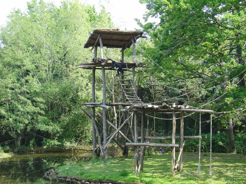 Atéle noir de Colombie - 2005