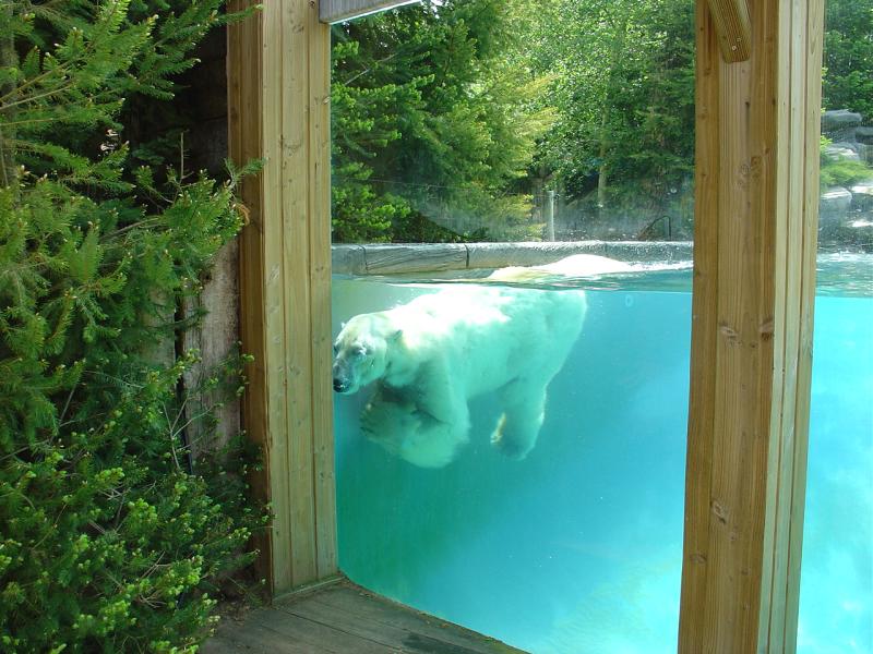 Ours polaire - 2005