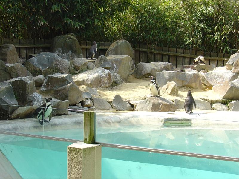 Manchot de Humboldt - 2005