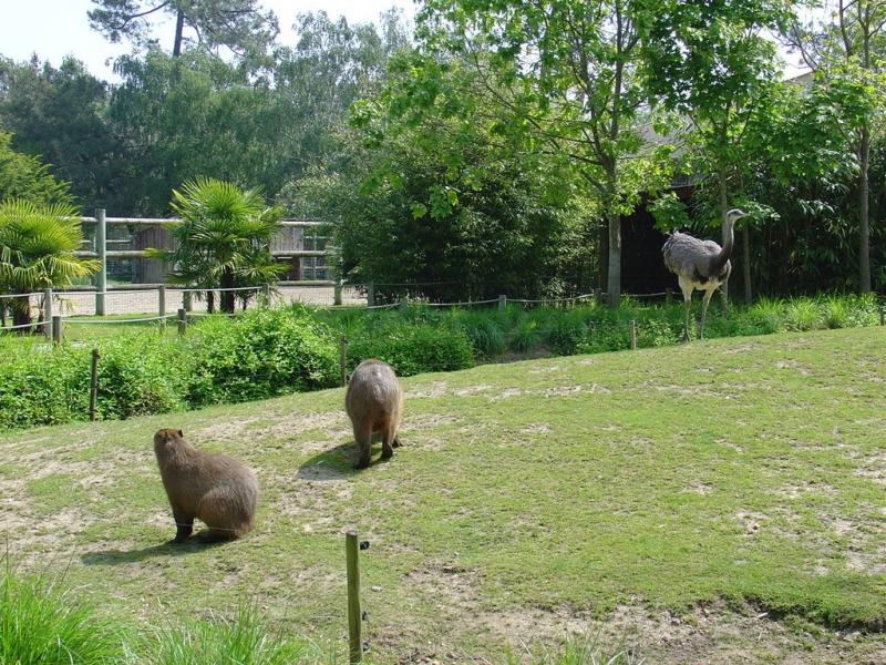 Pampa sud-américaine - 2005