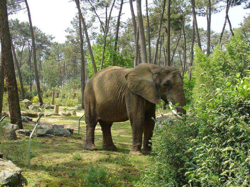 Eléphant d'Afrique - 2005