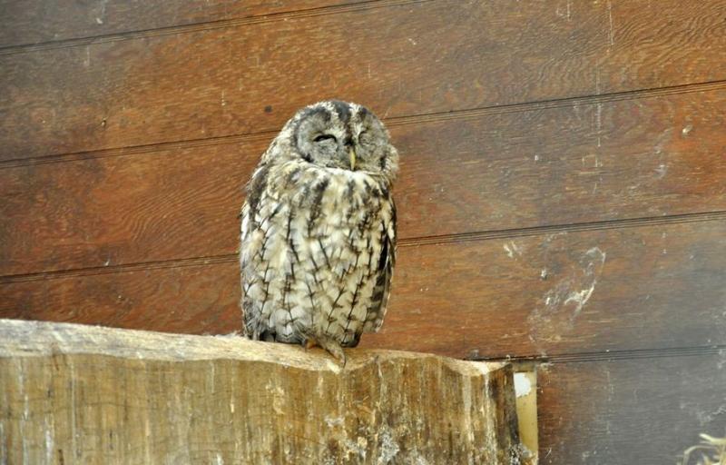 Chouette hulotte - 2013