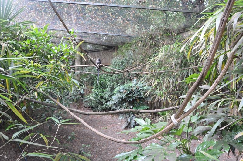 Voliere sud-américaine - 2013