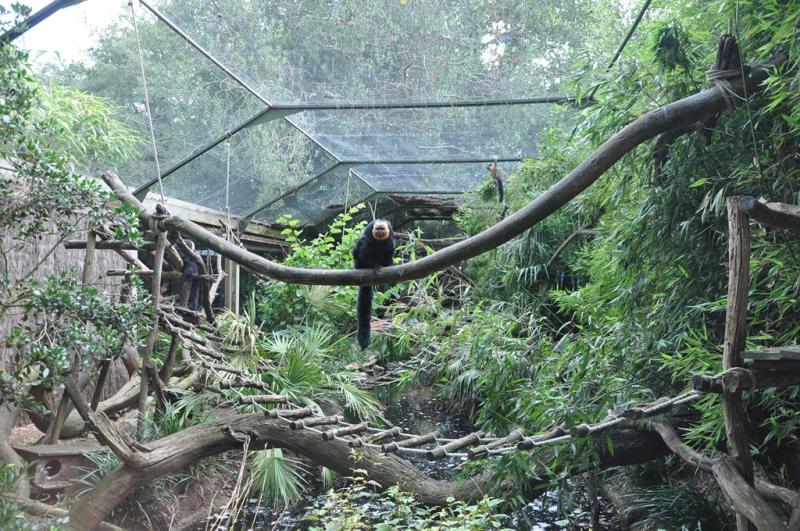 Tamarin pinché - Saki à face blanche - 2013