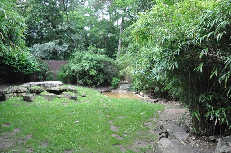 Loup à crinière - 2013