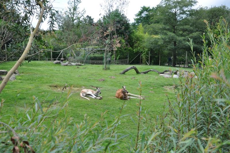 Kangourou roux - Emeu - 2013