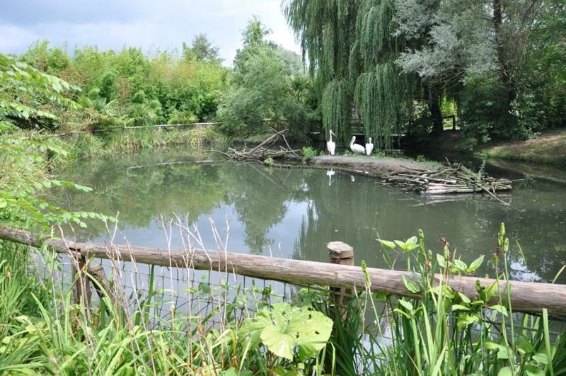 Pélican blanc - 2013