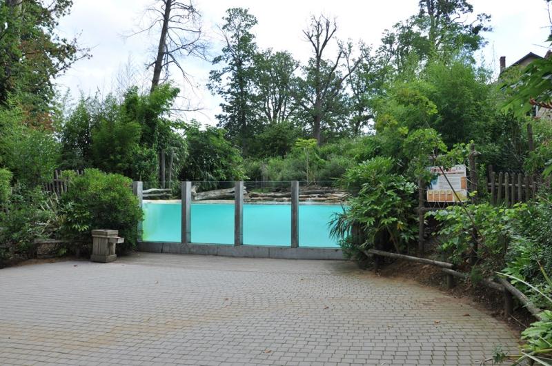 Hippopotame pygmée - Bongo - 2013