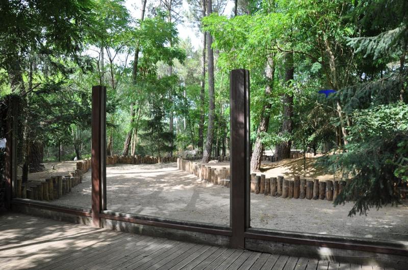 Loup arctique - 2013