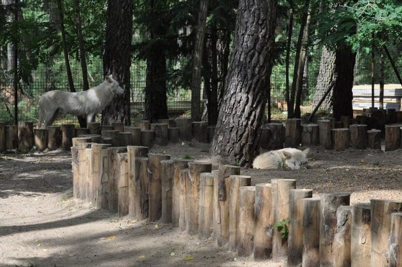 Loup arctique - 2013