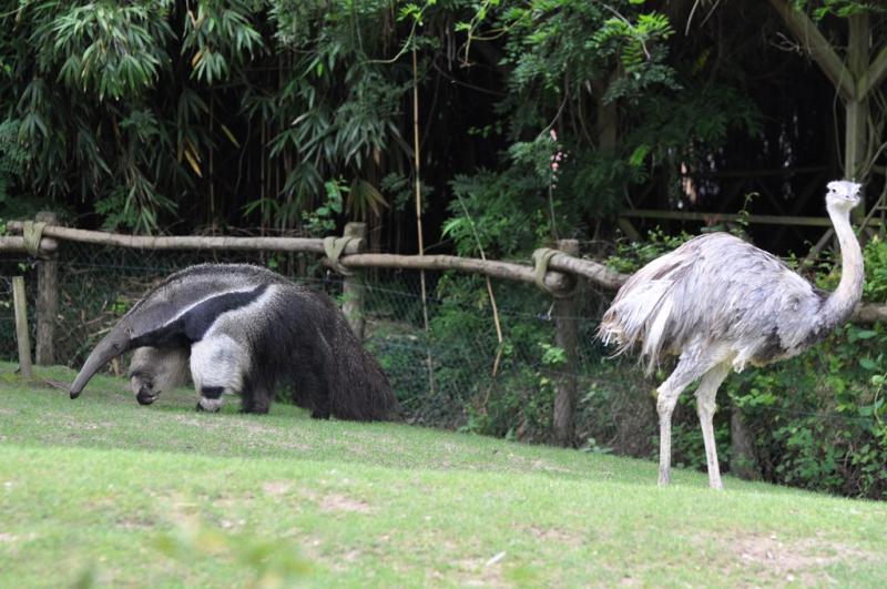 Tamanoir - Nandou - 2013