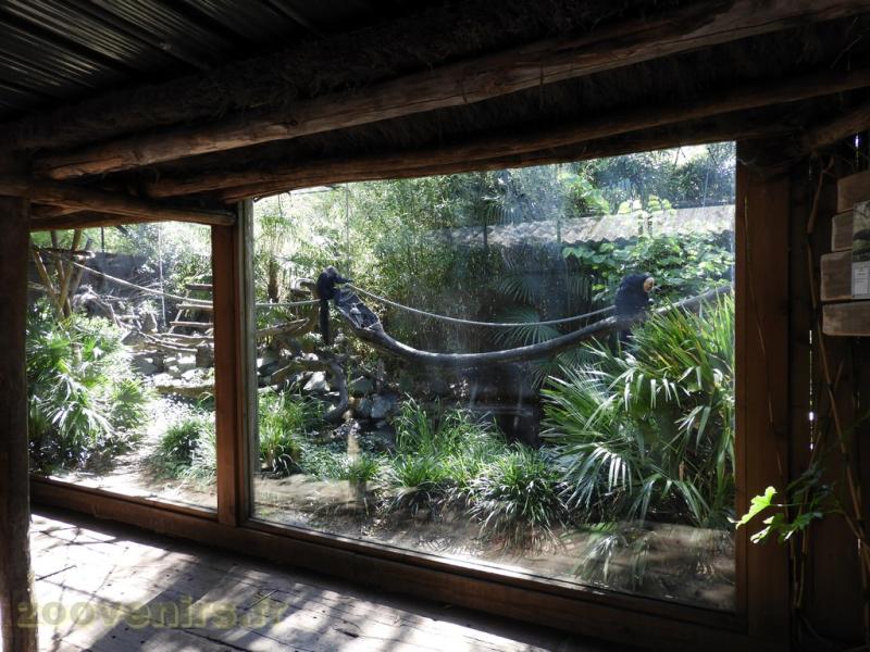 Saki - Tamarin - 2016