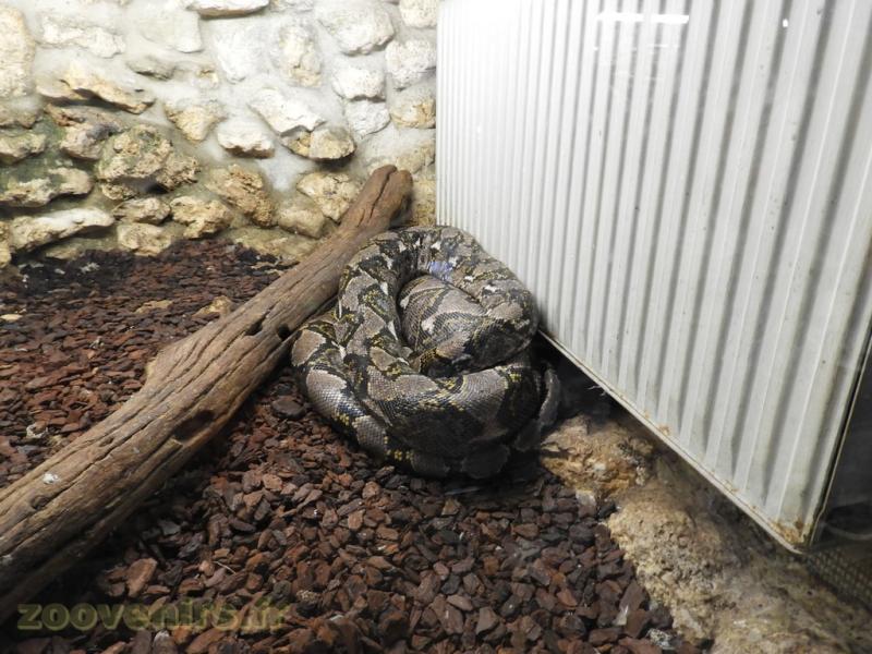 Python réticulé - 2016